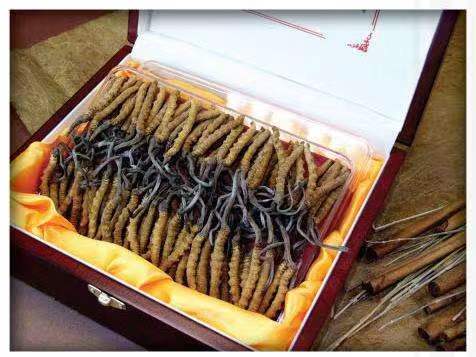 武威冬虫夏草回收